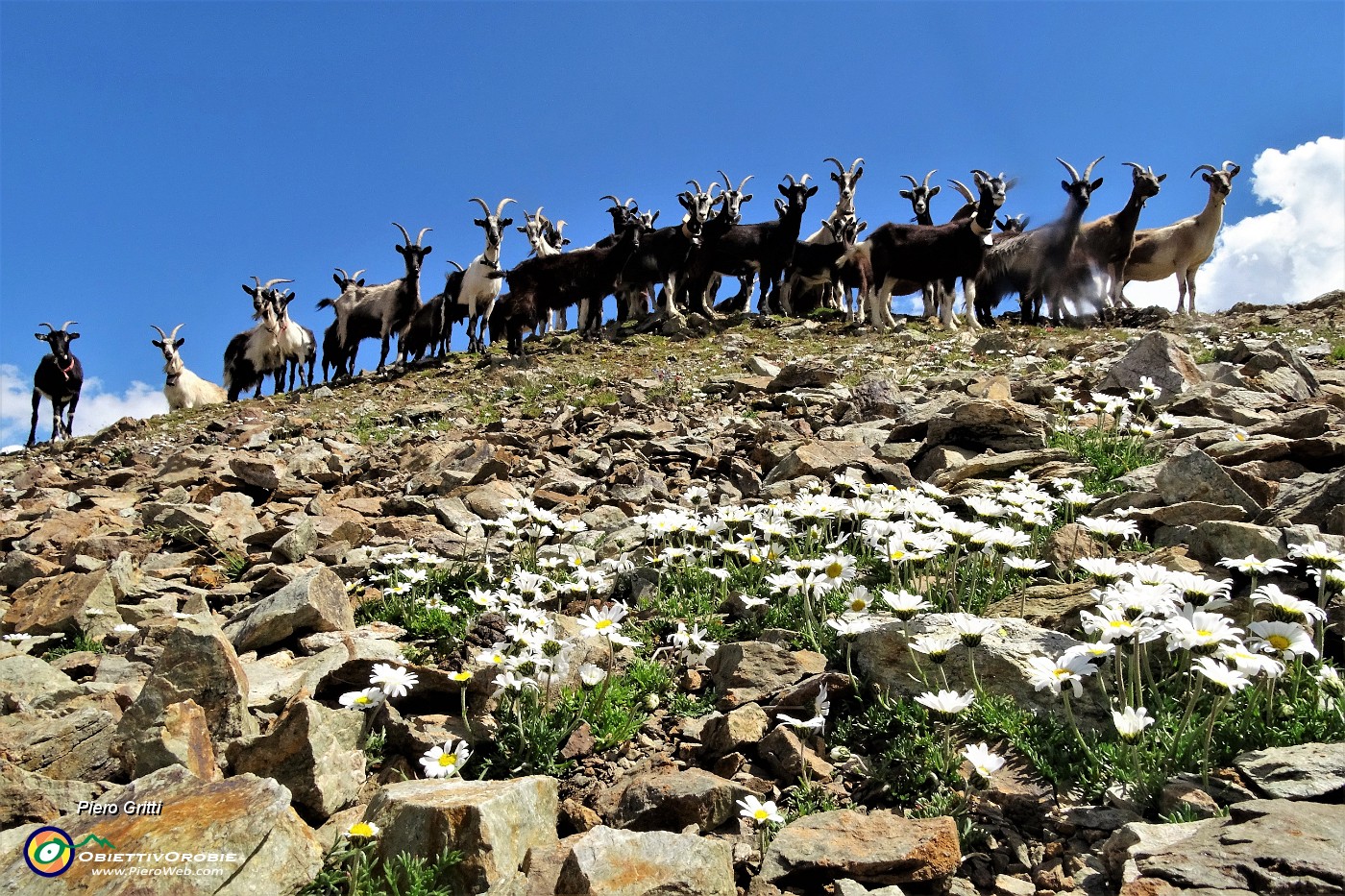 67 Le capre orobiche in posa con le margherite d'Alpe.JPG